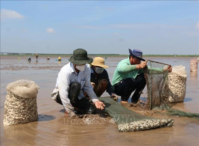 Xã viên hợp tác xã Đồng Tiến thu hoạch ngao. Ảnh: Tuấn Kiệt – TTXVN