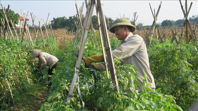 Nông dân thôn Giao Ngay, xã Thống Nhất, thành phố Lào Cai gia cố dàn cà chua tại vườn nhà. Ảnh: Hương Thu-TTXVN