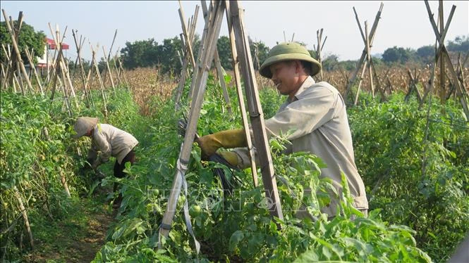 Nông dân thôn Giao Ngay, xã Thống Nhất, thành phố Lào Cai gia cố dàn cà chua tại vườn nhà. Ảnh: Hương Thu-TTXVN