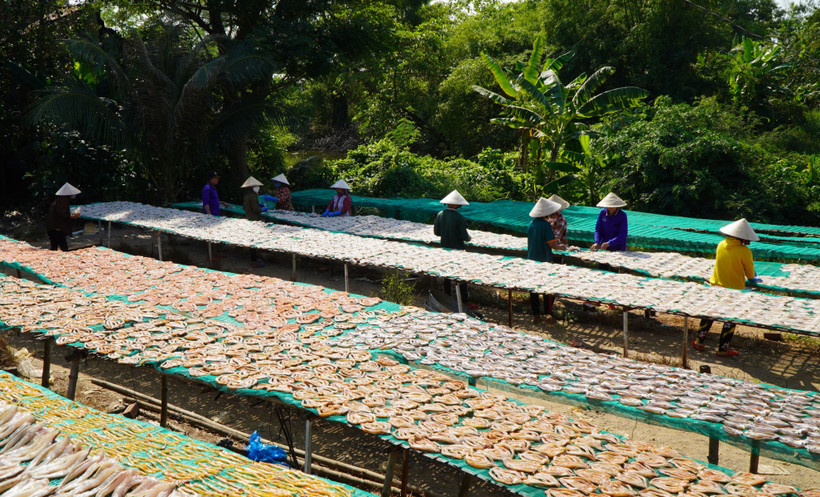 Làng cá khô Phú Thọ (Đồng Tháp) tăng công suất vụ Tết
