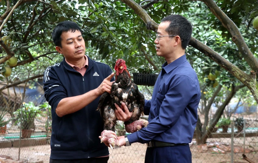 Nhiều sản phẩm chế biến từ gà Đông Tảo hút khách