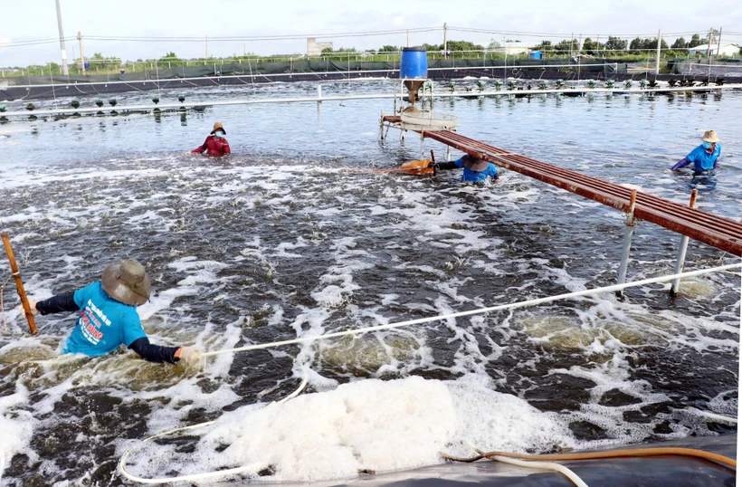 Liên kết chuỗi để phát triển ngành tôm bền vững ở Sóc Trăng