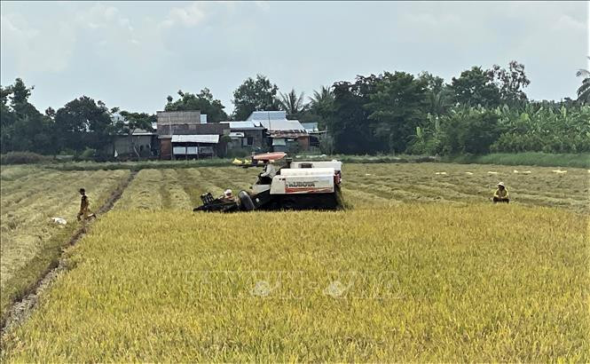 Nông dân huyện Tri Tôn, tỉnh An Giang thu hoạch lúa vụ Hè Thu 2021. Ảnh: Thanh Sang-TTXVN