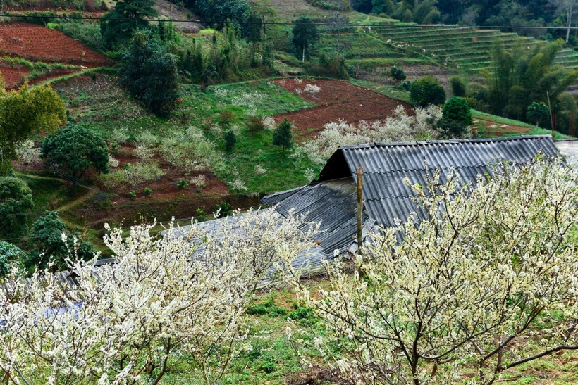 Mùa hoa mận trên cao nguyên đá Hà Giang 