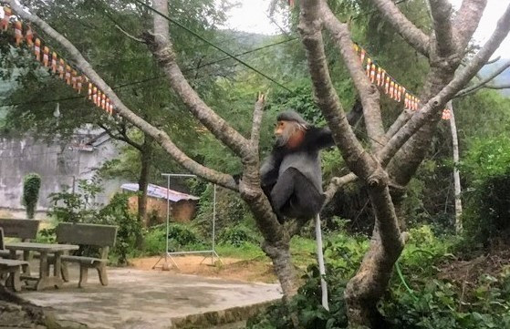 Bảo vệ 3 cá thể voọc chà vá chân xám quý hiếm ở Phú Yên