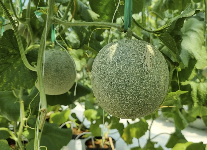 Hiệu quả mô hình trồng dưa lưới ứng dụng công nghệ cao ở Ninh Thuận