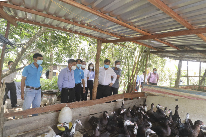 Lãnh đạo tỉnh Hậu Giang tham quan mô hình nông nghiệp tuần hoàn của Hợp tác xã Nông Gia tại ấp Hòa Bình, thị trấn Kinh Cùng, huyện Phụng Hiệp. Ảnh: Duy Khương - TTXVN