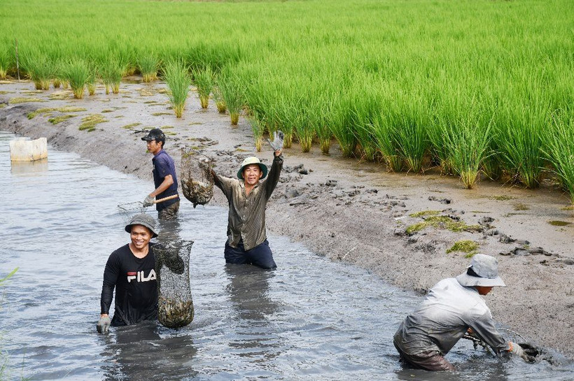 Phát triển mô hình sản xuất tôm - lúa đạt chứng nhận quốc tế