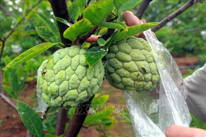 Na trái vụ được giá mang lại hiệu quả cao