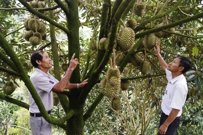Sầu riêng tại miền núi Khánh Hoà được giá