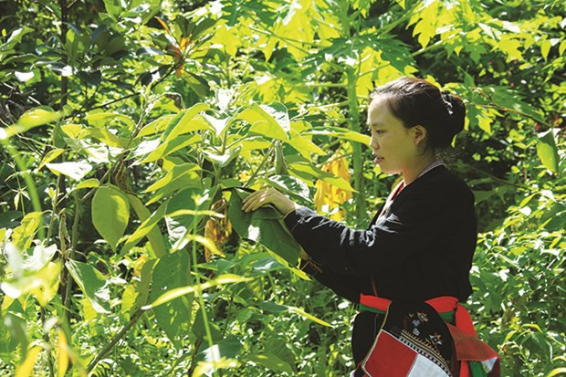 Nhiều hộ đồng bào dân tộc ở xã Ba Vì, huyện Ba Vì (Hà Nội) đã xây dựng được vườn thuốc nam, vừa bảo tồn các loại thuốc quý vừa chủ động nguồn dược liệu phát triển kinh tế hộ.
