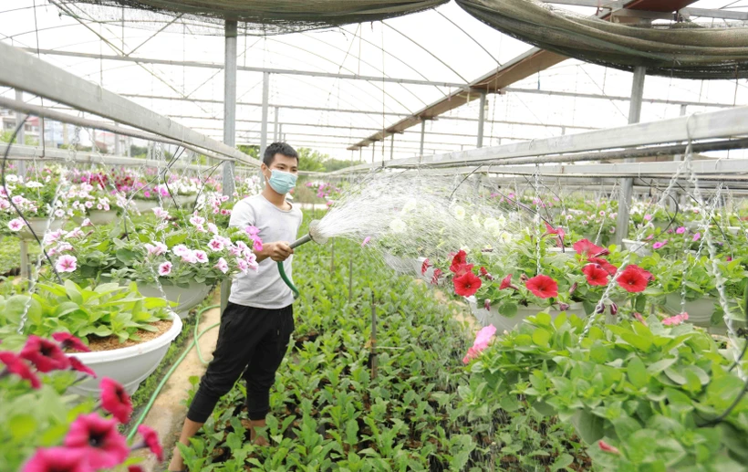 Hộ nông dân Hoàng Văn Trào ở xã Tích Giang, huyện Phúc Thọ (Hà Nội) chuyển đổi hơn 1.000 mét vuông đất lúa kém hiệu quả kinh tế sang trồng hoa cây cảnh trong nhà lưới cho thu nhập hơn 500 triệu đồng/sào/năm. 