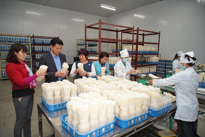 Công ty TNHH xuất nhập khẩu Kinoko Thanh Cao ở xã Đốc Tín, huyện Mỹ Đức (Hà Nội) là một trong những đơn vị tiêu biểu trong việc đầu tư ứng dụng công nghệ cao vào sản xuất nấm ăn và nấm dược liệu theo hướng công nghiệp và đã gặt hái được nhiều thành công, 