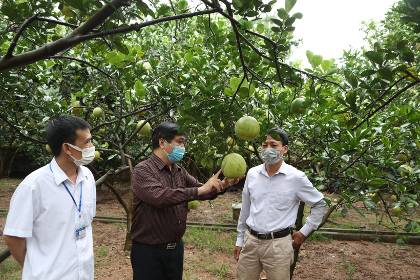 Ông Nguyễn Văn Chí, Chi cục trưởng Chi cục Phát triển nông thôn Hà Nội trao đổi kinh nghiệm trồng bưởi với nông dân xã Cẩm Lĩnh, huyện Ba Vì (Hà Nội).
