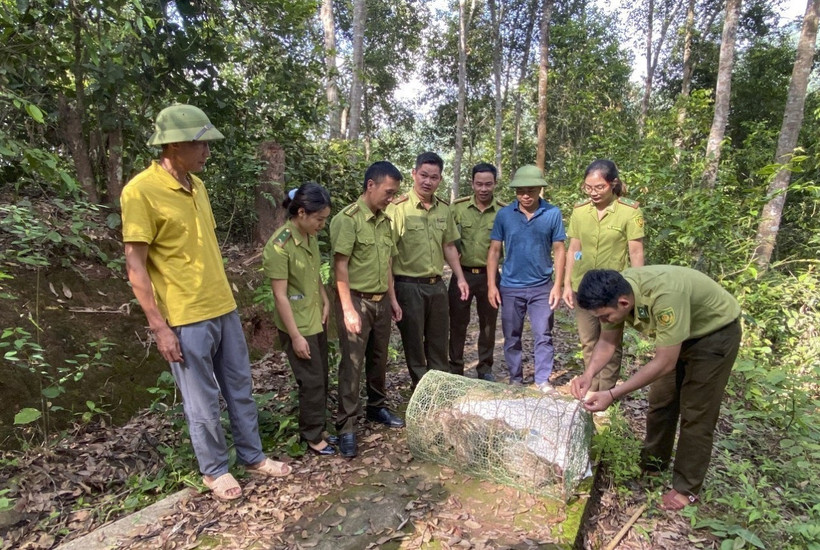 Lực lượng chức năng tiến hành thả 4 cá thể Don về môi trường tự nhiên tại Khu dự trữ thiên nhiên Mường Nhé. Ảnh: TTXVN phát