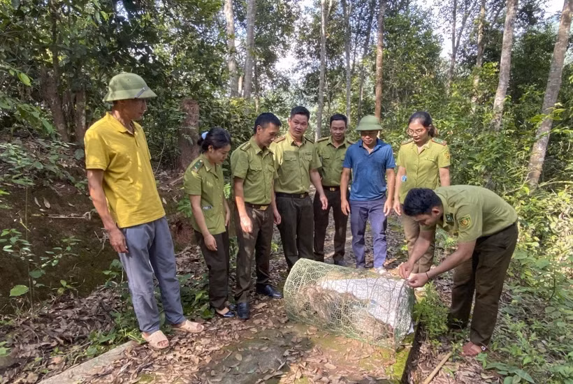 Lực lượng chức năng tiến hành thả 4 cá thể Don về môi trường tự nhiên tại Khu dự trữ thiên nhiên Mường Nhé. Ảnh: TTXVN phát