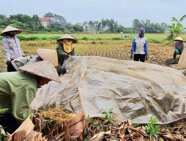 Bà con nông dân ngoại thành Hà Nội ủ rơm rạ để làm phân bón hữu cơ cho nông nghiệp.