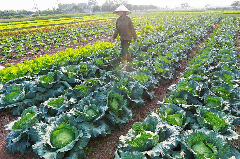 Những năm qua, Hợp tác xã rau quả sạch Chúc Sơn đã xây dựng được vùng sản xuất rau chứng nhận VietGAP 17,8 ha, chứng nhận GlobalGAP 5 ha.
