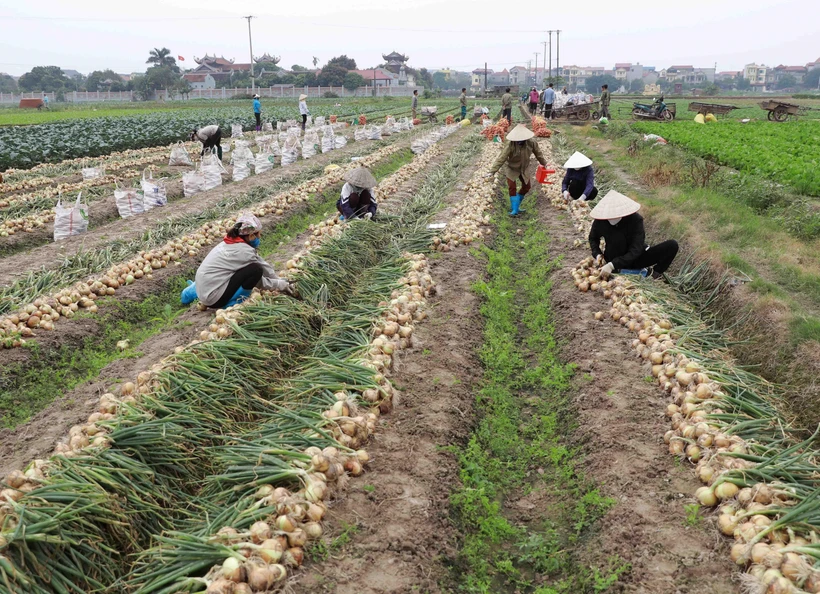 Nông dân xã Tiền Phong, huyện Mê Linh (Hà Nội) thu hoạch hành tây.