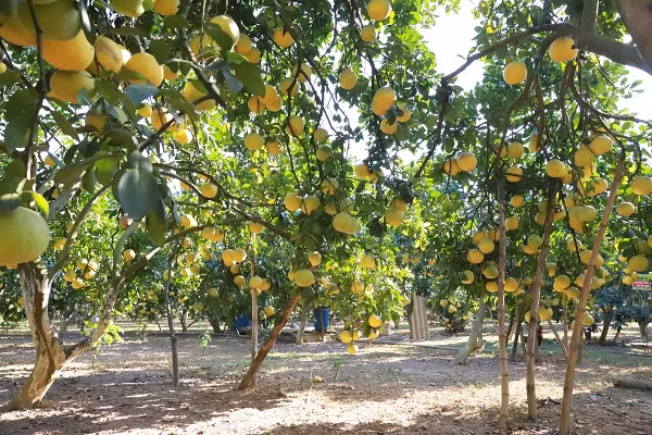 Tại xã Yên Bài, huyện Ba Vì (Hà Nội) hiện có hàng trăm ha bưởi trồng xen canh cây chè, năng suất đạt khoảng 100 quả/cây, số ít hộ cho năng suất cao lên tới 200 - 250 quả/cây.