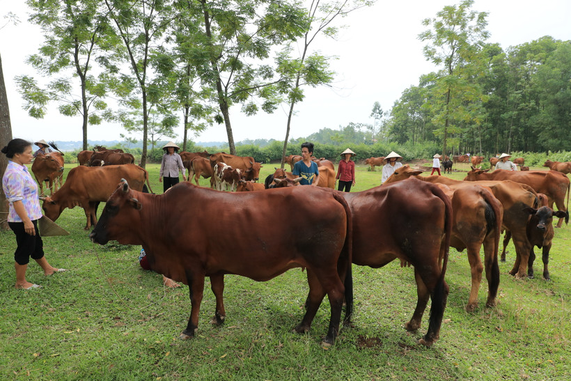 Chăn nuôi bò ở xã Tòng Bạt, huyện Ba Vì (Hà Nội).
