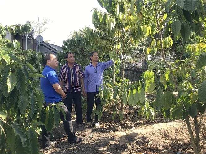 Ông A In truyền đạt kinh nghiệm trồng cây cà phê cho các hộ gia đình tại làng O. Ảnh: Khoa Chương - TTXVN