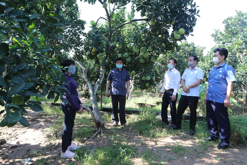 Ông Nguyễn Văn Chí - Phó Chánh Văn phòng Thường trực Văn phòng Điều phối xây dựng nông thôn mới Hà Nội cùng Đoàn thẩm định đi thăm mô hình trồng bưởi theo tiêu chuẩn VietGAP tại xã Lê Thanh, huyện Mỹ Đức (Hà Nội).