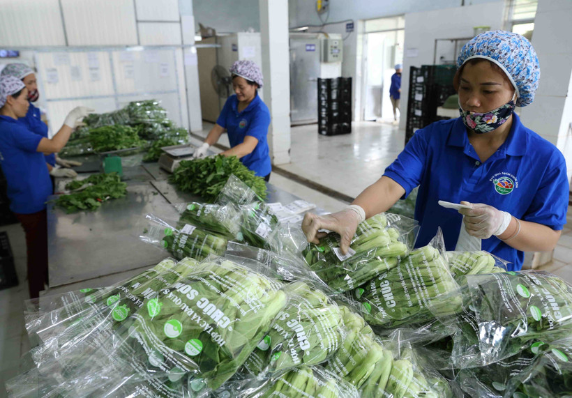 Liên kết sản xuất theo chuỗi góp phần ổn định sản lượng, thích ứng với diễn biến nhu cầu thị trường, giảm tình trạng cung vượt cầu, hạn chế tổn thất cho nông dân...