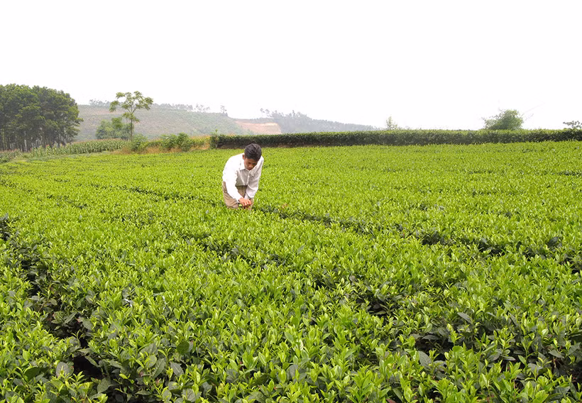 Chè là một trong những cây trồng chủ lực trong phát triển kinh tế ở Thanh Sơn (Phú Thọ). Ảnh: baophutho.vn