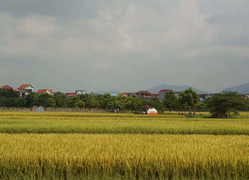 Hà Nội đặt mục tiêu đến năm 2030 sẽ mở rộng diện tích thâm canh lúa cải tiến theo phương thức SRI lên tới hơn 90% diện tích lúa. Qua đó hạn chế đáng kể lượng khí metan thải vào không khí, cũng như tiết kiệm nước..., góp phần hiện thực hóa mục tiêu đến năm