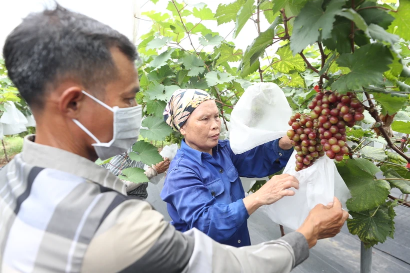 Nông dân Thủ đô tích cực tham gia sản xuất nông nghiệp và Chương trình “Mỗi xã một sản phẩm”.