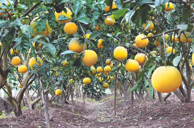 Bưởi Nam Phương Tiến, huyện Chương Mỹ (Hà Nội) vào mùa thu hoạch.