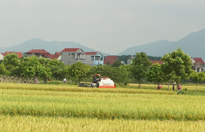 Hà Nội nhiều năm qua luôn đẩy mạnh cơ giới hóa trong sản xuất lúa.