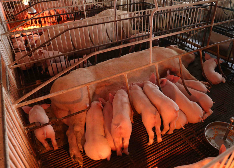 Toàn huyện hiện có tổng đàn 260.000 con. 