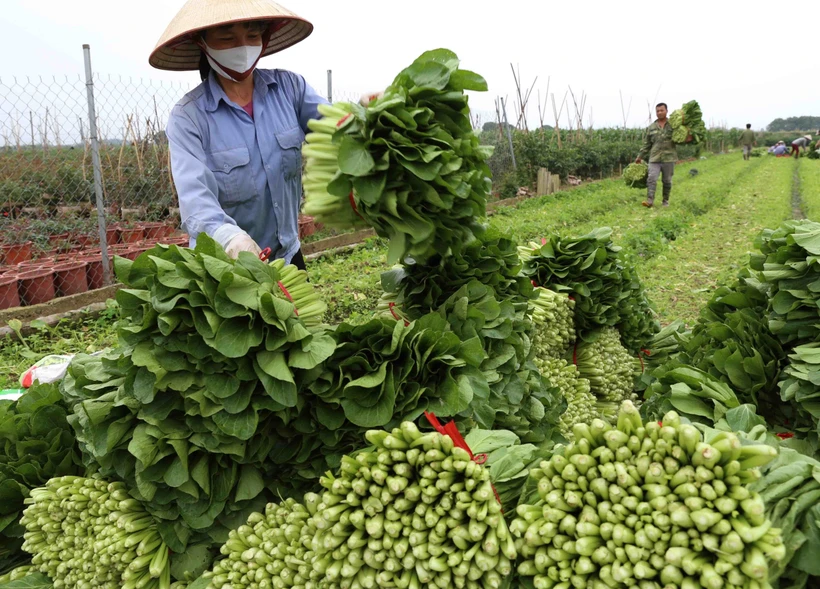Hà Nội sẽ đầu tư phát triển các vùng nông nghiệp an toàn tập trung quy mô lớn theo hướng hoàn thiện cơ sở hạ tầng sản xuất gắn với xây dựng thương hiệu, hỗ trợ đầu ra cho sản phẩm.
