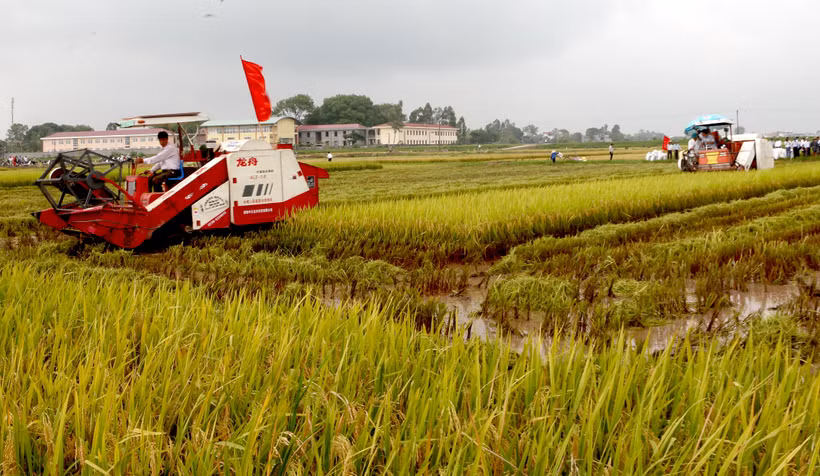 Cơ giới hóa trong sản xuất lúa ở xã Liên Mạc, huyện Mê Linh (Hà Nội).