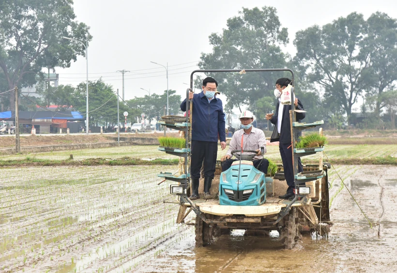Lãnh đạo thành phố Hà Nội xuống đồng cấy lúa