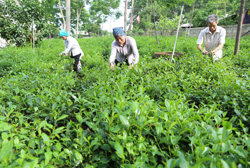 Chuỗi liên kết từ sản xuất chè đến phát triển du lịch sinh thái đã giúp bà con nông dân xã Ba Trại, huyện Ba Vì (Hà Nội) vươn lên làm giàu, ý thức hơn trong việc giữ gìn cảnh quan tự nhiên và văn hóa truyền thống.