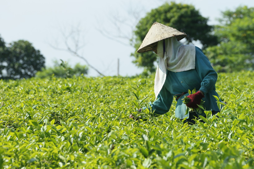 Cây chè được xã Hòa Thạch, huyện Quốc Oai (Hà Nội) phát triển theo tiêu chuẩn VietGAP.