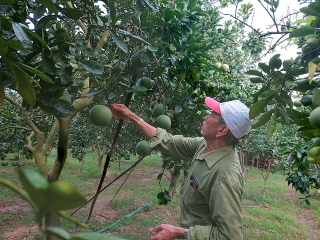 Ông Hoàng Đình Thận ở đội 1, thôn Ba Nhà, xã Yên Sơn, huyện Quốc Oai (Hà Nội) bên vườn bưởi Diễn sai trĩu quả.