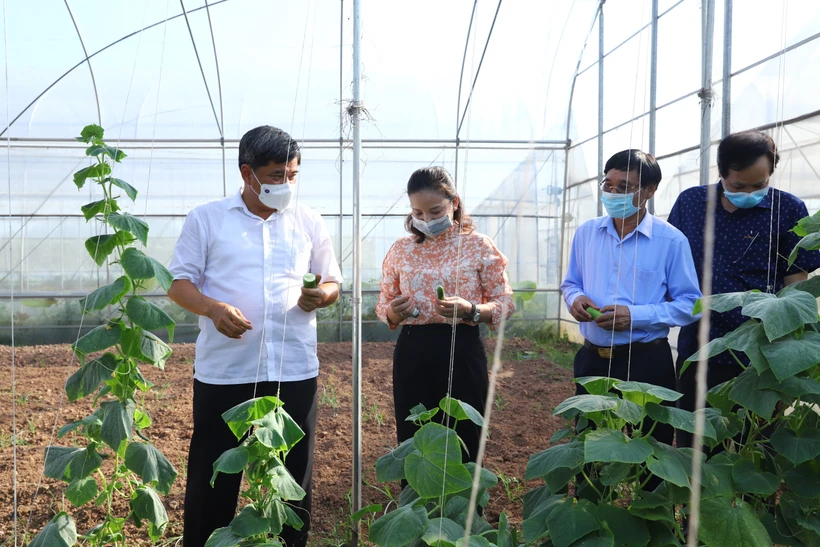 Xây dựng các mô hình liên kết sản xuất, tiêu thụ nông sản là giải pháp quan trọng để Hà Nội hướng tới một nền nông nghiệp hàng hóa, giúp nông dân nâng cao giá trị sản phẩm một cách bền vững.