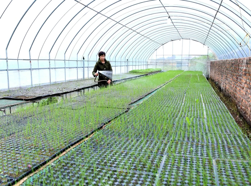 Hợp tác xã sản xuất rau hữu cơ Cuối Quý thuộc xã Đan Phượng, huyện Đan Phượng (Hà Nội) là một trong 125 mô hình sản xuất nông nghiệp tiêu biểu toàn quốc và là 1 dự án nông nghiệp xuất sắc lọt vào vòng chung kết cuộc thi "Tôi là nông dân 4.0”.