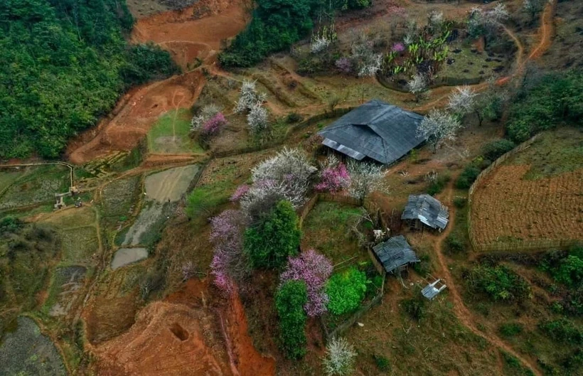 Tháng 2 âm lịch, khi hoa đào miền xuôi đã tàn từ lâu nhưng trên vùng núi biên cương Cao Bằng, những cành đào vẫn rực rỡ khoe sắc. Ảnh: TTXVN phát