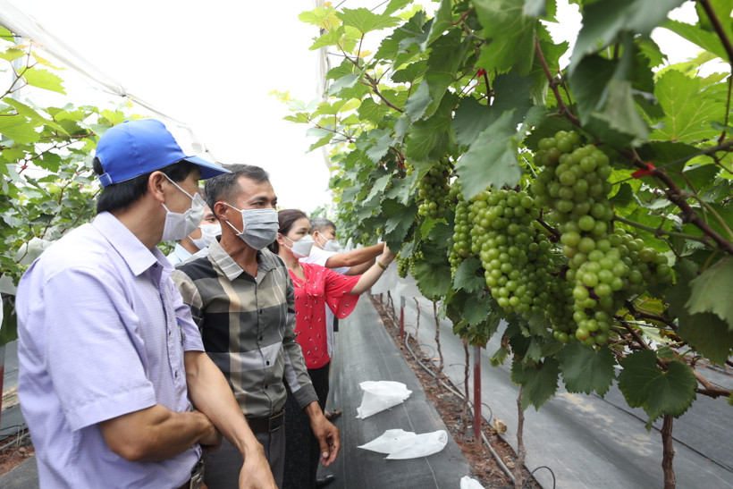 Được Trung tâm Khuyến nông Hà Nội hỗ trợ triển khai mô hình, hộ gia đình ông Nguyễn Hữu Hợi ở đội 3, xã Đan Phượng, huyện Đan Phượng (Hà Nội) đã chuyển đổi đất trồng lúa kém hiệu quả sang trồng nho Hạ đen thích ứng với biến đổi khí hậu.