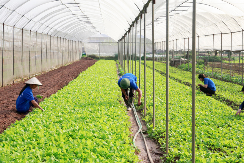 Hợp tác xã rau quả sạch Chúc Sơn là một trong những đơn vị đầu tiên trên địa bàn huyện Chương Mỹ (Hà Nội) xây dựng được hệ thống quan trắc thời tiết vào sản xuất rau an toàn thông qua dự án do Viện Phát triển Công nghệ và Giáo dục phối hợp Ngân hàng Thế g