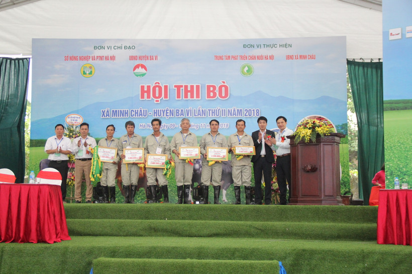 Với những hội thi bò chất lượng cao, thi dẫn tinh viên giỏi… đã làm thay đổi nhận thức của người dân xã Minh Châu, huyện Ba Vì (Hà Nội) trong việc chuyển đổi sang chăn nuôi bò hàng hóa.