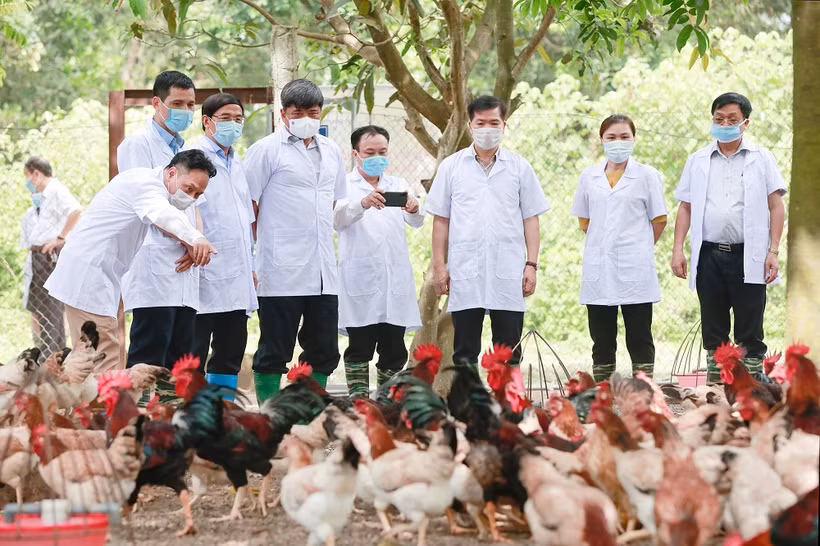 Thứ trưởng Bộ Nông nghiệp và Phát triển nông thôn Trần Thanh Nam, Phó Giám đốc Sở Nông nghiệp và Phát triển nông thôn Hà Nội Nguyễn Ngọc Sơn cùng Đoàn công tác tham quan trại gà Mía giống của Xí nghiệp chăn nuôi gia cầm Hadico (Công ty TNHH một thành viên