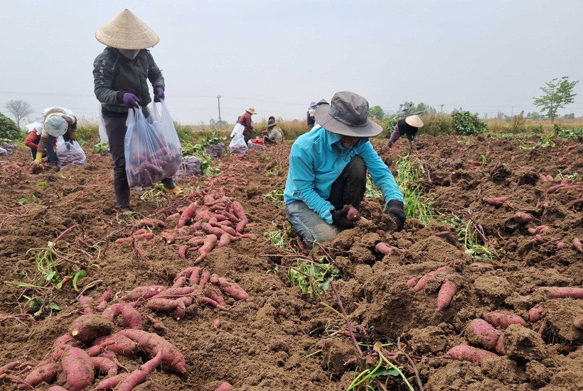 Vụ khoai lang 2023 được giá nhờ xuất khẩu chính ngạch. Ảnh: Hồng Điệp - TTXVN