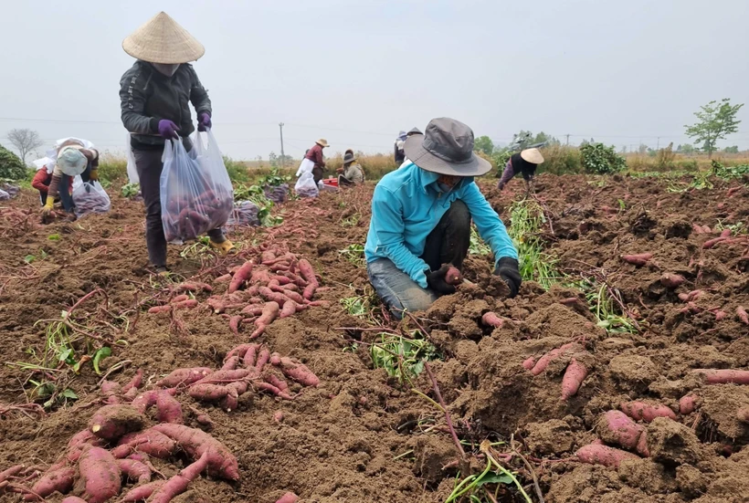 Vụ khoai lang 2023 được giá nhờ xuất khẩu chính ngạch. Ảnh: Hồng Điệp - TTXVN