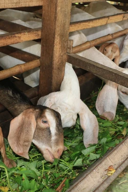 Tiềm năng nghề nuôi dê thịt, dê sữa ở những vùng đất khó